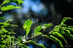 Keuzspinnennetz