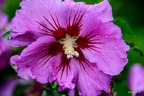 Straucheibisch Blüte
