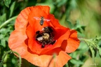Honigbiene Abflug